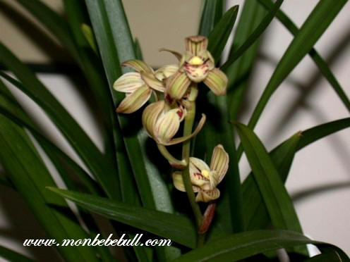 Chinese Cymbidium 5.jpg